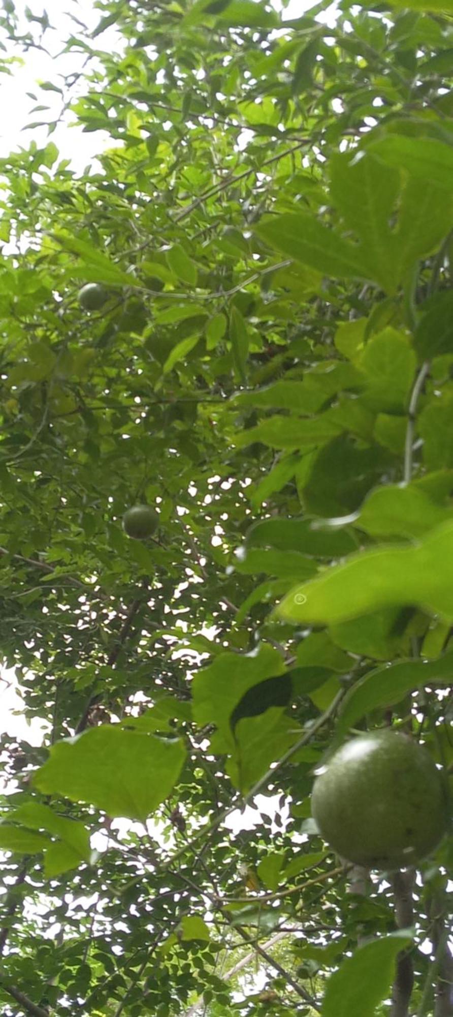 Forest Villa Nature Resort Anuradhapura Exterior photo