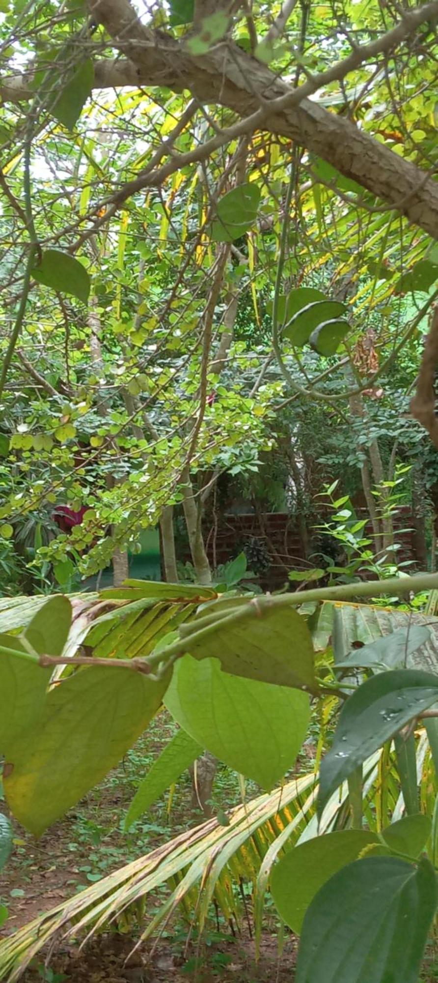 Forest Villa Nature Resort Anuradhapura Exterior photo